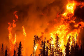 What are the different types of Artificial Intelligence? And how does the media influence how Artificial Intelligence is perceived? - picture of a forest fire